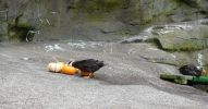 PICTURES/Oregon Coast Aquarium - Newport/t_Puffin12.JPG
